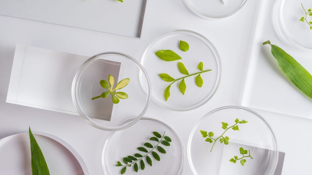 Petri dishes containing green plant leaves and seedlings on a white surface, perfect for homeschool science experiments and botanical studies.