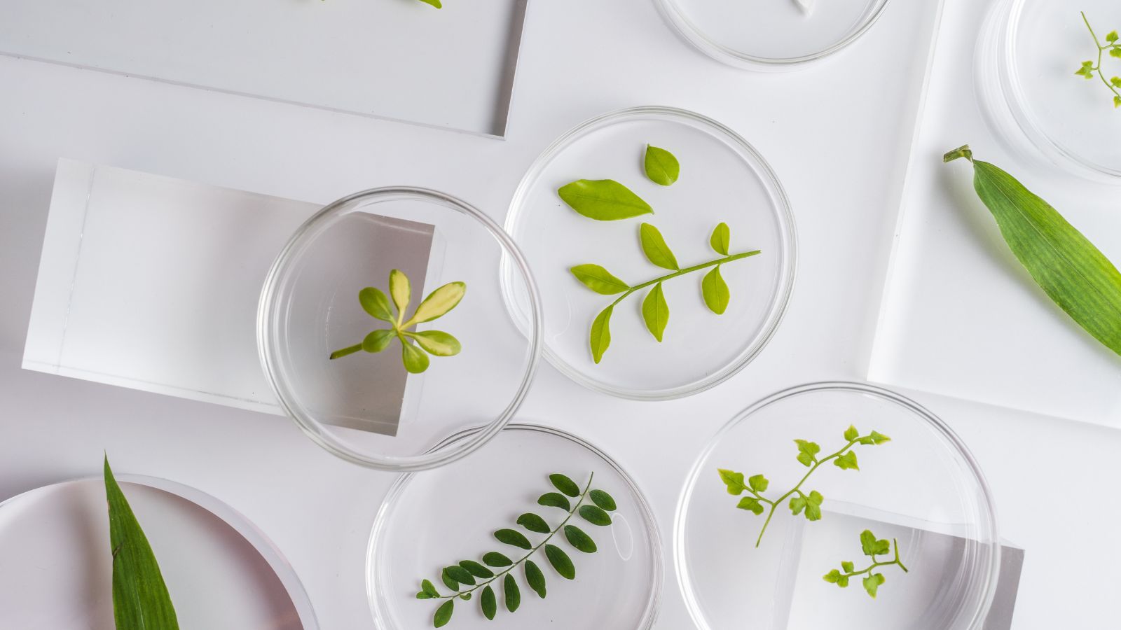Petri dishes containing green plant leaves and seedlings on a white surface, perfect for homeschool science experiments and botanical studies.
